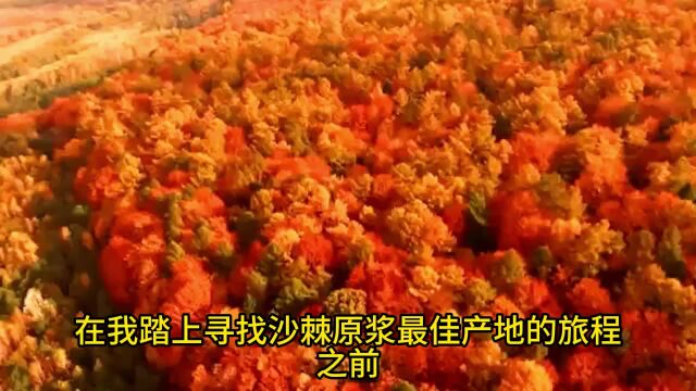 沙棘原浆哪个产地最好,寻密最佳沙棘原浆产地