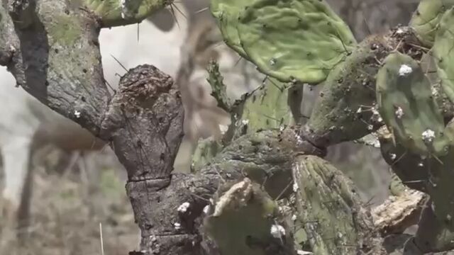 肯尼亚:仙人掌被用于生产沼气或制作食品