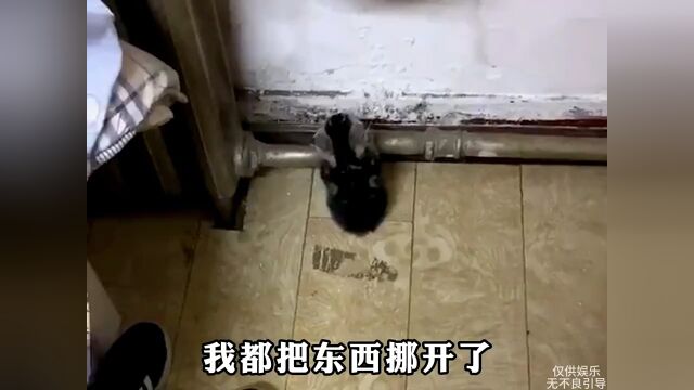 猫咪睡觉的可爱画面