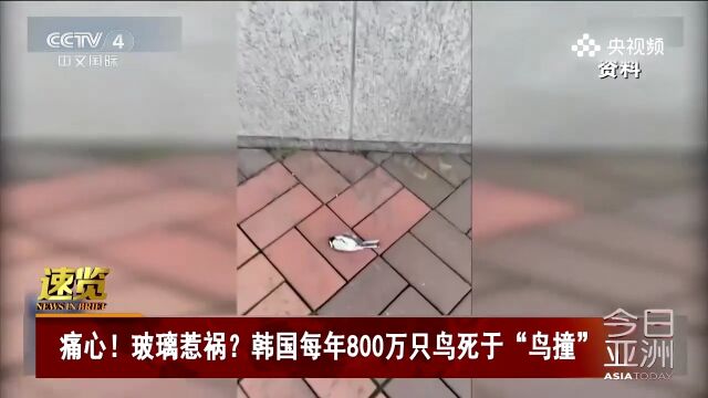 痛心!玻璃惹祸?韩国每年800万只鸟死于“鸟撞”