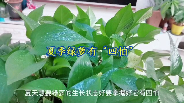 夏季绿萝有“四怕”