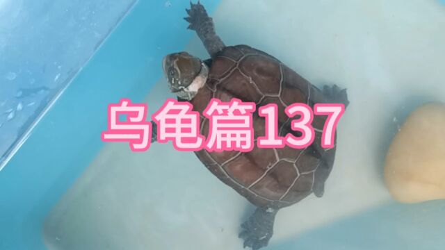 日常生活225乌龟篇137