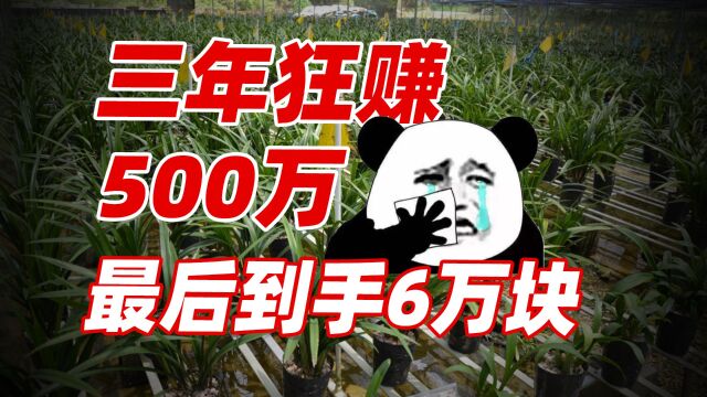 我开直播卖兰花,3年狂赚500万,最后到手6万块 