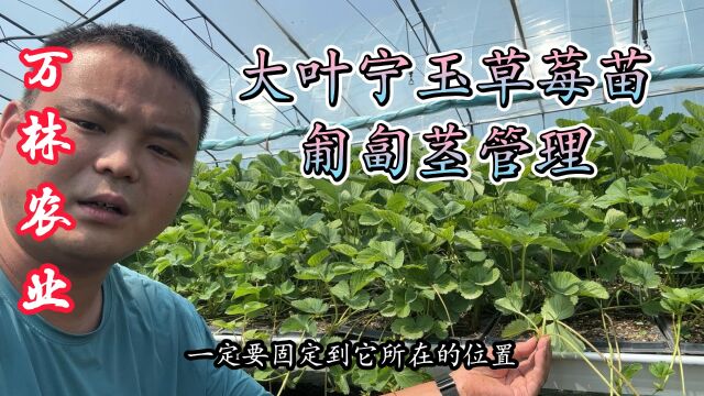 大叶宁玉草莓苗品种特点、匍匐茎现在涨势应该如何管理、注意哪些