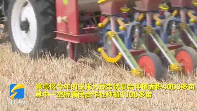 潍坊市寒亭区:推广玉米大豆带状复合种植 助力粮食稳产增收