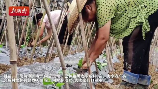 凤凰县川岩村:发展黑皮冬瓜种植 助力乡村振兴