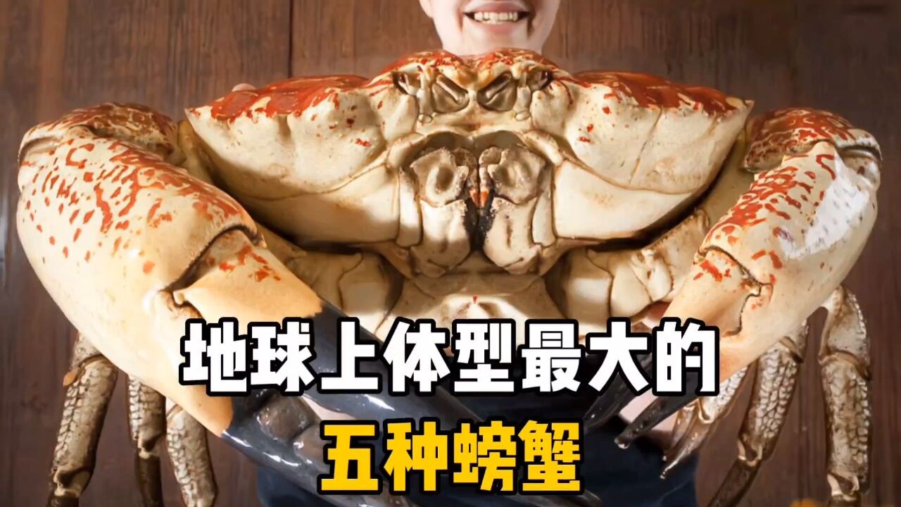 地球上体型最大的五种螃蟹,你见过哪种呢?