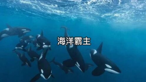 动物世界_高清108