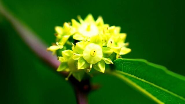 滨州沾化:30万亩枣花飘香醉游人