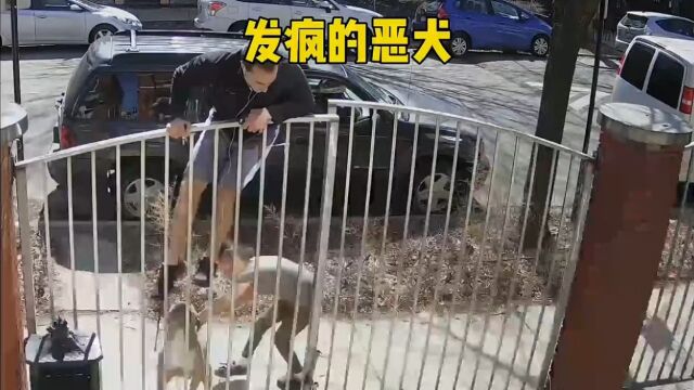 发疯的恶犬