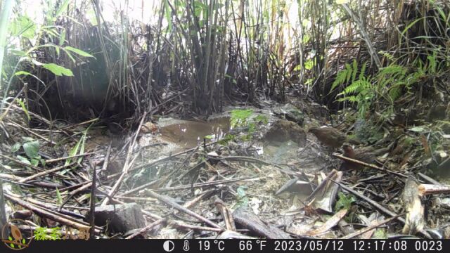 我在梅州的小山沟装上相机,拍到了竹鸡、果子狸、豹猫