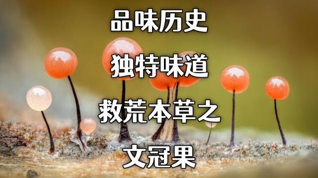 品味历史独特味道,救荒本草之文冠果