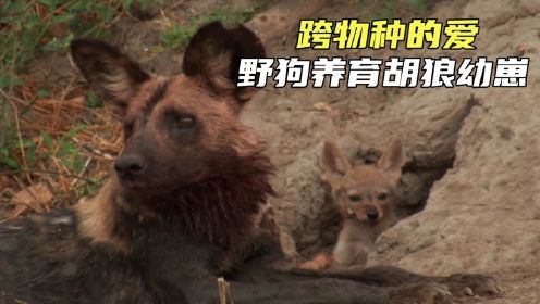 非洲野狗养育胡狼的幼崽，一部让人泪崩的动物纪录片！