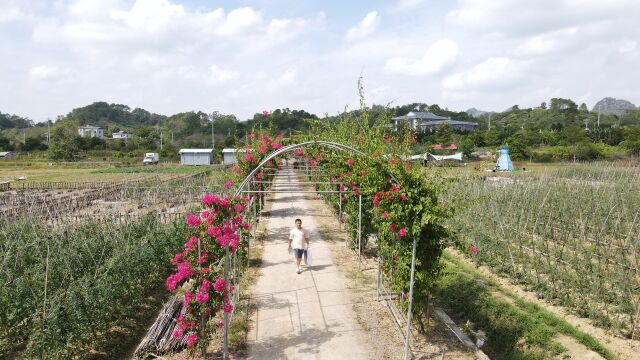 乡村行2413 广西玉林茂林镇南塘村