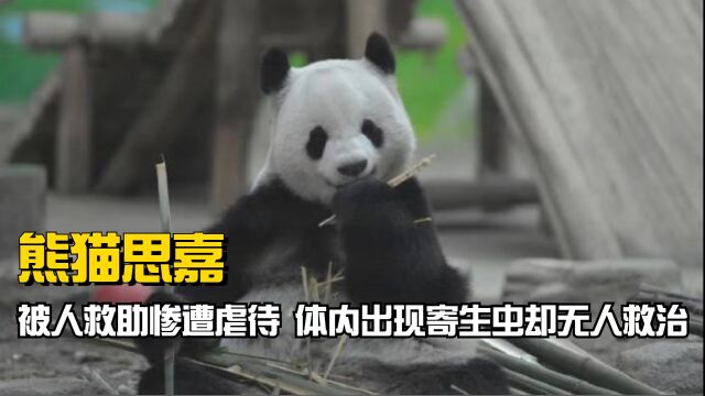 被人救助却惨遭虐待,身体出现问题无人管,大熊猫思嘉经历什么?