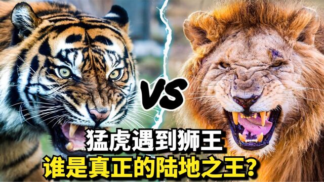 陆地最强生物大盘点,猛虎遇到狮王,谁是真正的陆地之王?