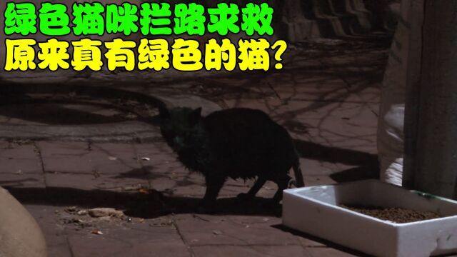 绿色的猫咪拦路求救,难道真有绿色的猫?