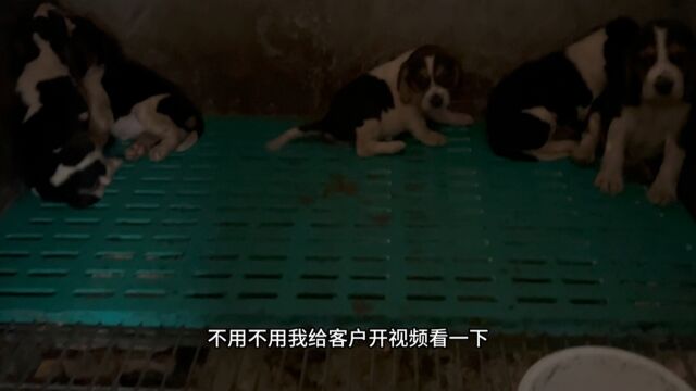 养户家挑选比格犬,他家还有很多古牧