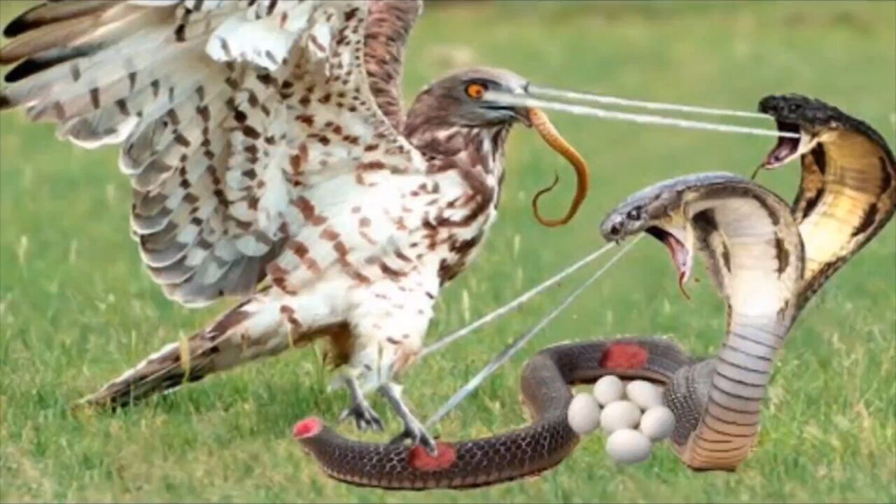 眼镜蛇大战老鹰