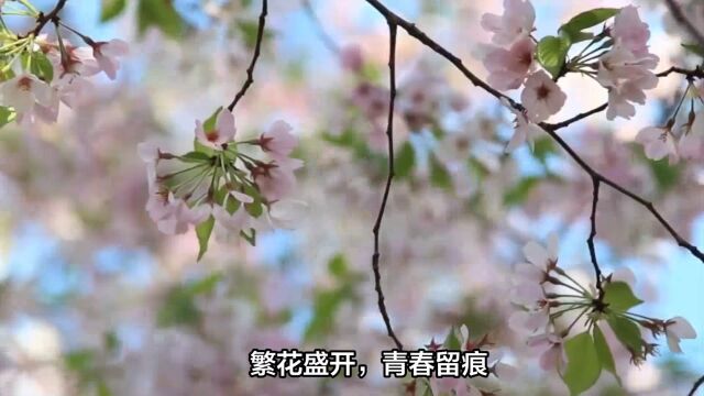 繁花盛开,青春留痕