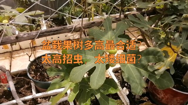 盆栽果树多高最合适?太高招虫,太矮细菌?很多人不知道