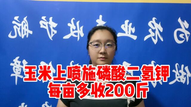 玉米上喷施磷酸二氢钾 每亩多收200斤