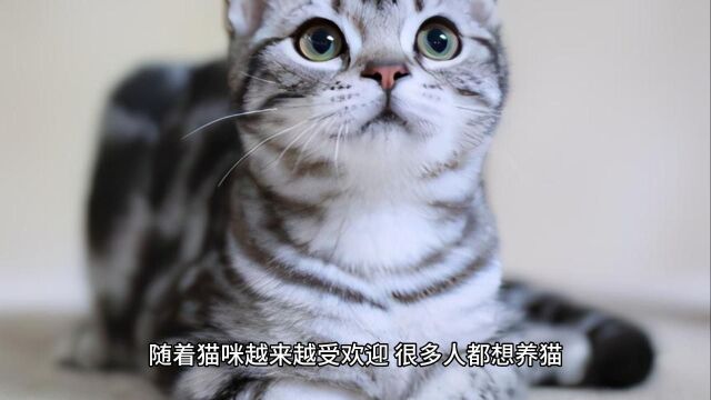 养猫有6大好处 你觉得说得对吗