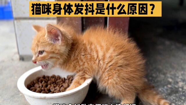 猫咪身体发抖是什么原因?