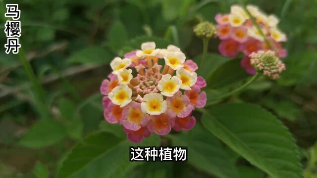 马缨丹有植物界“疯狂杀手”之称,堪称植物界的“蛇蝎美人”.#奇花异草 #花卉植物 #马缨丹 #植物 #植物科普.