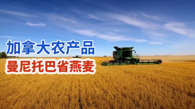 加拿大曼尼托巴省燕麦采收季,农民开大型农机联合收割出口全球