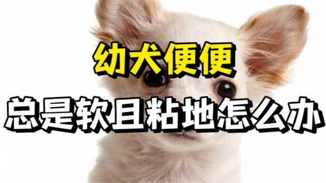 幼犬便便软且粘地?3个方法帮你搞定!