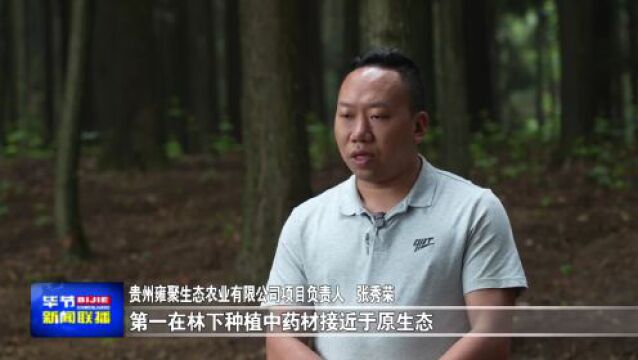 纳雍化作林场:林下产业成为经济发展新引擎