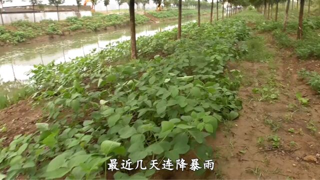 暴雨过后垂钓水流小河,窝点不到两米远试钓