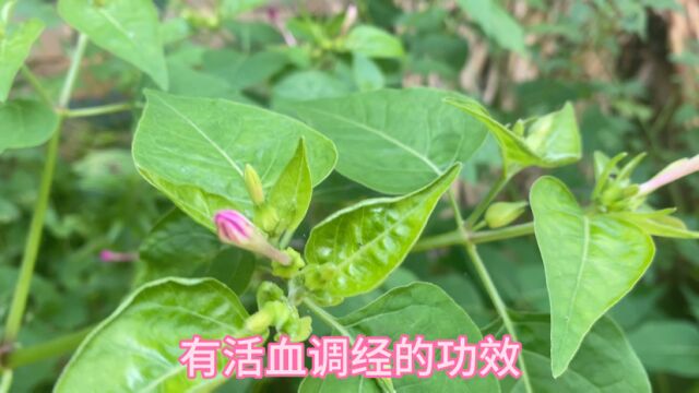 紫茉莉的功效与作用