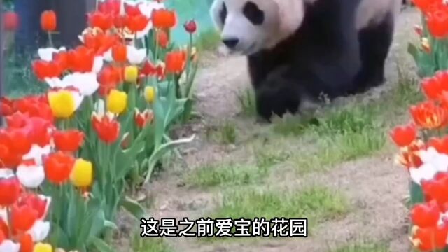 福宝正在拆爱宝的花园,爱宝见后,上去就是2个嘴巴子