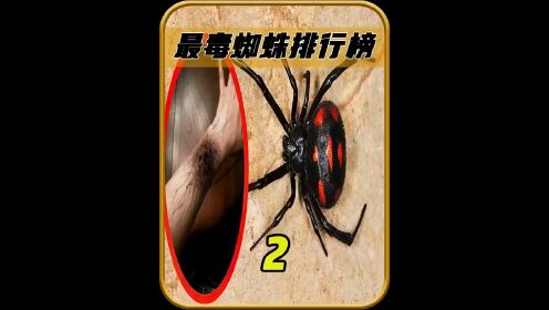 世界上最毒的蜘蛛排行榜2-3