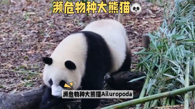 怎么保护数量稀少的大熊猫