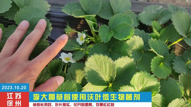 2023.10.20江苏徐州李大哥草莓使用沃叶微生物菌剂草莓长势好,叶片厚实,花开的好,效果杠杠的