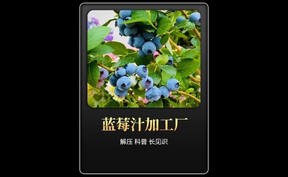 你知道蓝莓汁是如何生产的吗?这种果香浓郁的纯蓝莓汁真的非常好喝!#蓝莓 #蓝莓汁 #采收 #加工 #科普