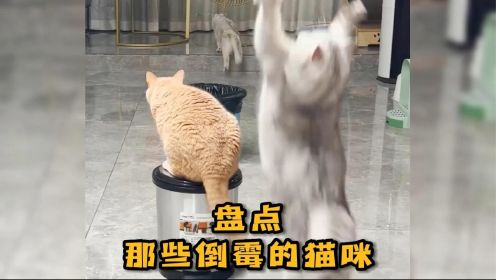 盘点那些倒霉的猫咪