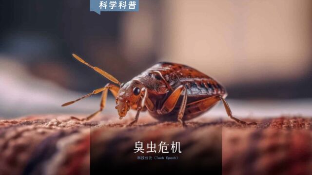 床虱v2无水印