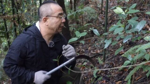 中国八大剧毒植物断肠草真的存在,你见过吗?快来认识一下