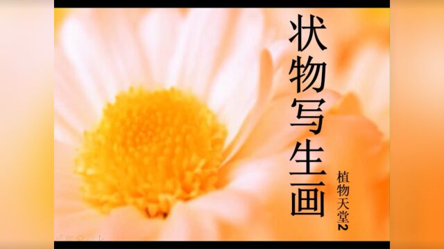 南京海豚教育:小学作文《菊花》怎么写