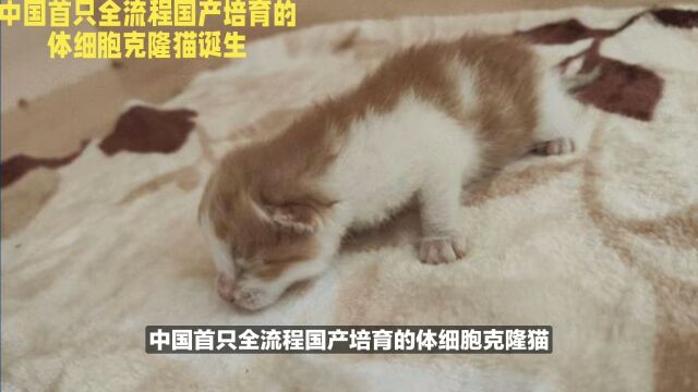 中国首只全流程国产培育的体细胞克隆猫诞生