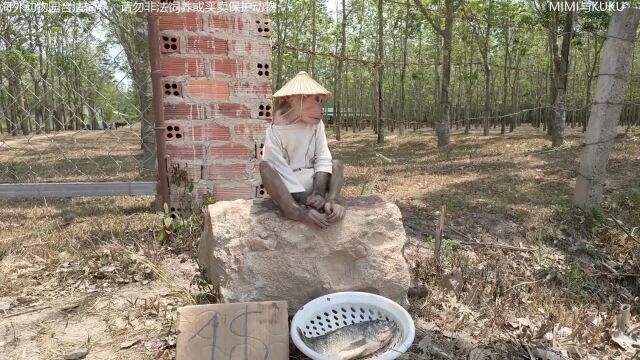 猴子钓鱼很少见,这只猴子为了讨好美女,钓鱼加餐