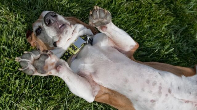 巴吉度猎犬:狗狗界的健康不良生