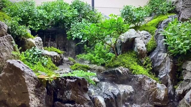 来个不一样的水陆缸#水陆缸造景 #大自然的搬运工 #生态景观