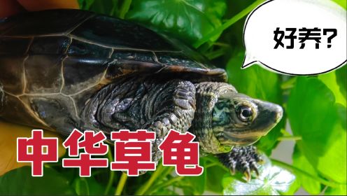 人人推荐的中华草龟，真的有这么好养吗？