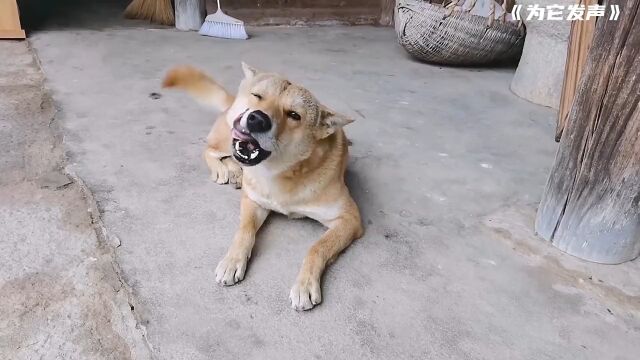 中华田园犬,正在逐渐消失在我们视野中的中国土狗,它的心里话!中国土狗中华田园犬科普宠物守护中华田园犬