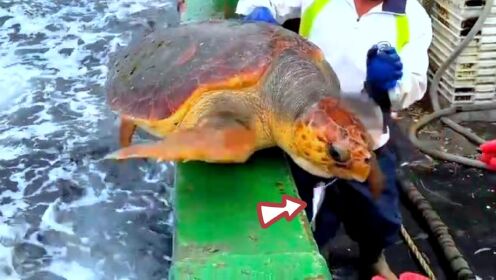 渔民误捕300斤红海龟，嘴边的鱼一直没吃到嘴里，在海里咋活着的？